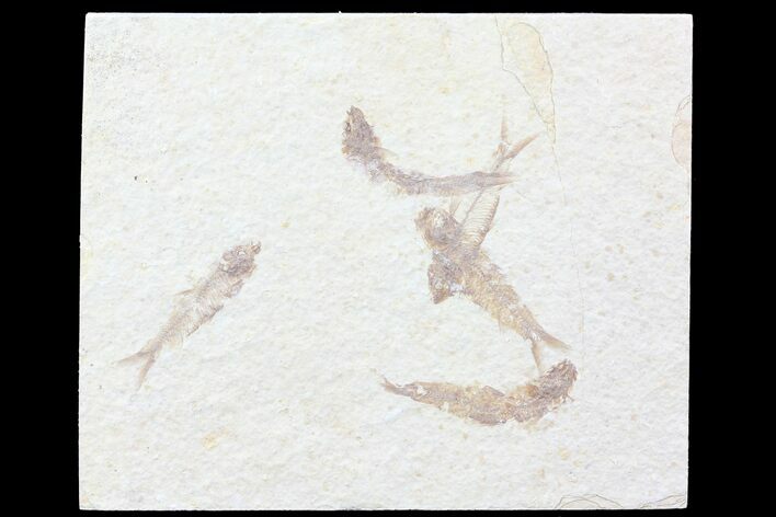 Multiple () Small Knightia Fossil Fish - Wyoming #77135